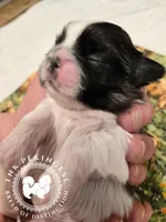 Kaitlin, a female Pekingese for sale in Berwick, PA – Photo 10 of 10