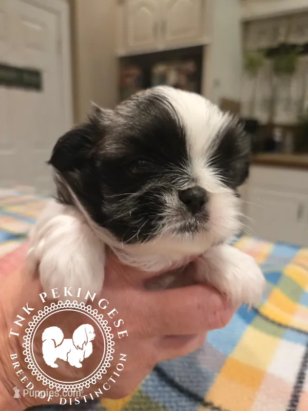 Kaitlin – Pekingese puppy for sale in Berwick, PA