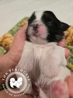 Kaitlin, a female Pekingese for sale in Berwick, PA – Photo 5 of 10