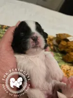 Kaitlin, a female Pekingese for sale in Berwick, PA – Photo 2 of 10