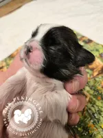 Kaitlin, a female Pekingese for sale in Berwick, PA – Photo 9 of 10