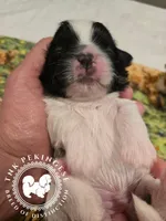 Kaitlin, a female Pekingese for sale in Berwick, PA – Photo 4 of 10