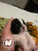 Kaitlin, a female Pekingese for sale in Berwick, PA – Photo 1 of 10