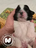 Kaitlin, a female Pekingese for sale in Berwick, PA – Photo 3 of 10