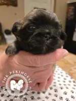 Josie, a female Pekingese for sale in Berwick, PA – Photo 3 of 10