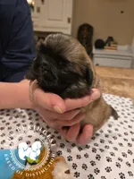 Josie, a female Pekingese for sale in Berwick, PA – Photo 7 of 10