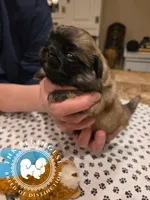 Josie, a female Pekingese for sale in Berwick, PA – Photo 10 of 10