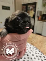 Josie, a female Pekingese for sale in Berwick, PA – Photo 5 of 10