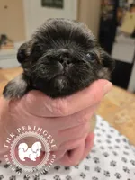 Josie, a female Pekingese for sale in Berwick, PA – Photo 1 of 10