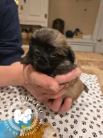 Josie, a female Pekingese for sale in Berwick, PA – Photo 6 of 10