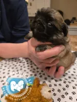 Josie, a female Pekingese for sale in Berwick, PA – Photo 8 of 10