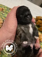 Krista, a female Pekingese for sale in Berwick, PA – Photo 7 of 10