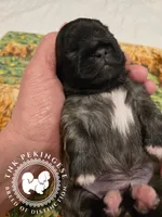 Krista, a female Pekingese for sale in Berwick, PA – Photo 9 of 10