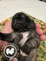 Krista, a female Pekingese for sale in Berwick, PA – Photo 8 of 10