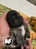 Krista, a female Pekingese for sale in Berwick, PA – Photo 4 of 10