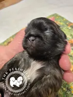 Krista, a female Pekingese for sale in Berwick, PA – Photo 3 of 10