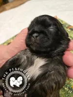 Krista, a female Pekingese for sale in Berwick, PA – Photo 2 of 10