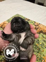 Krista, a female Pekingese for sale in Berwick, PA – Photo 10 of 10