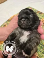 Krista, a female Pekingese for sale in Berwick, PA – Photo 6 of 10