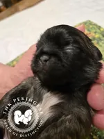 Krista, a female Pekingese for sale in Berwick, PA – Photo 1 of 10