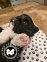 Jennie, a female Pekingese for sale in Berwick, PA – Photo 9 of 10