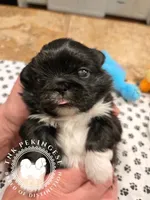 Jennie, a female Pekingese for sale in Berwick, PA – Photo 2 of 10