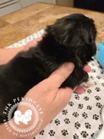 Jennie, a female Pekingese for sale in Berwick, PA – Photo 7 of 10