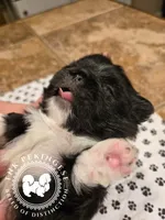 Jennie, a female Pekingese for sale in Berwick, PA – Photo 6 of 10