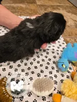 Jennie, a female Pekingese for sale in Berwick, PA – Photo 10 of 10