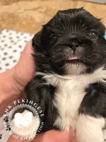 Jennie, a female Pekingese for sale in Berwick, PA – Photo 4 of 10