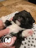 Jennie, a female Pekingese for sale in Berwick, PA – Photo 8 of 10