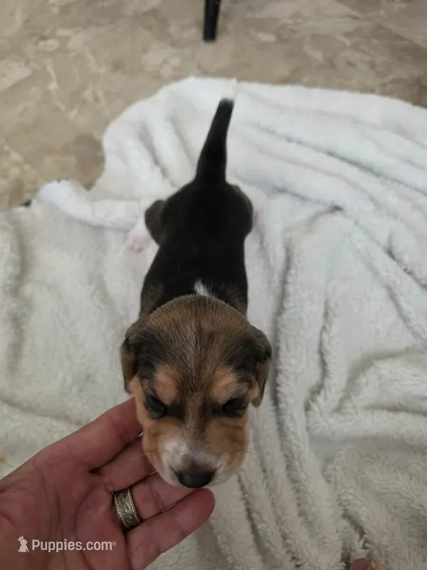 Squeek – Beagle puppy for sale in Santa Cruz, CA