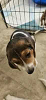 Boots, a male Beagle for sale in Santa Cruz, CA – 5 of 6