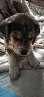 Squeek, a male Beagle for sale in Santa Cruz, CA – 2 of 3
