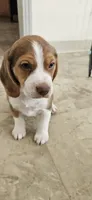 Brownie, a male Beagle for sale in Santa Cruz, CA – 2 of 6