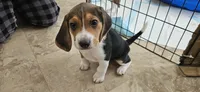 Boots, a male Beagle for sale in Santa Cruz, CA – 3 of 6