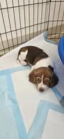 Duches, a female Beagle for sale in Santa Cruz, CA – 2 of 5