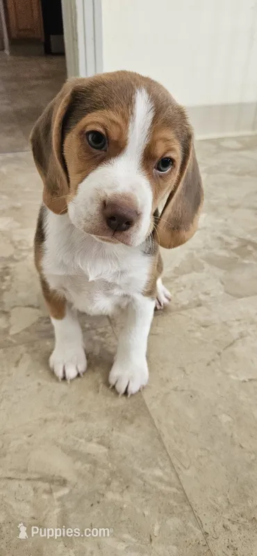 Brownie – Beagle puppy for sale in Santa Cruz, CA
