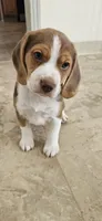 Brownie, a male Beagle for sale in Santa Cruz, CA – 5 of 6