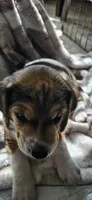 Squeek, a male Beagle for sale in Santa Cruz, CA – 3 of 3