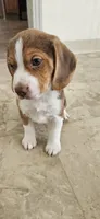 Brownie, a male Beagle for sale in Santa Cruz, CA – 6 of 6