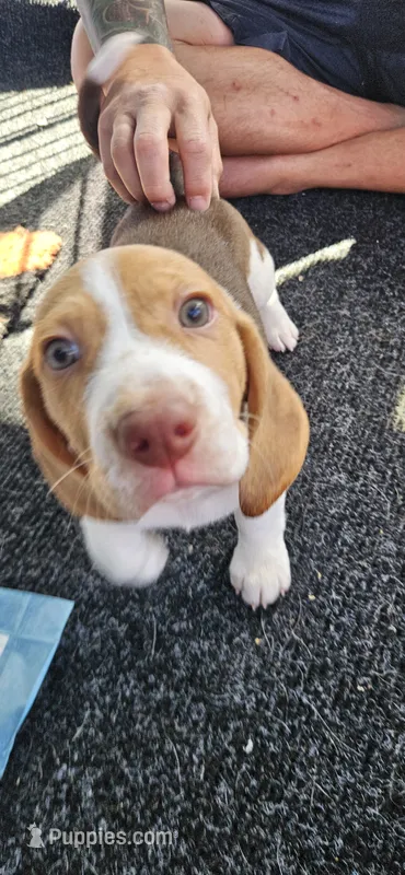 Duches – Beagle puppy for sale in Santa Cruz, CA
