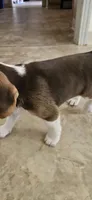 Brownie, a male Beagle for sale in Santa Cruz, CA – 3 of 6