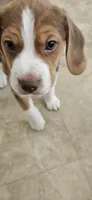 Brownie, a male Beagle for sale in Santa Cruz, CA – 4 of 6