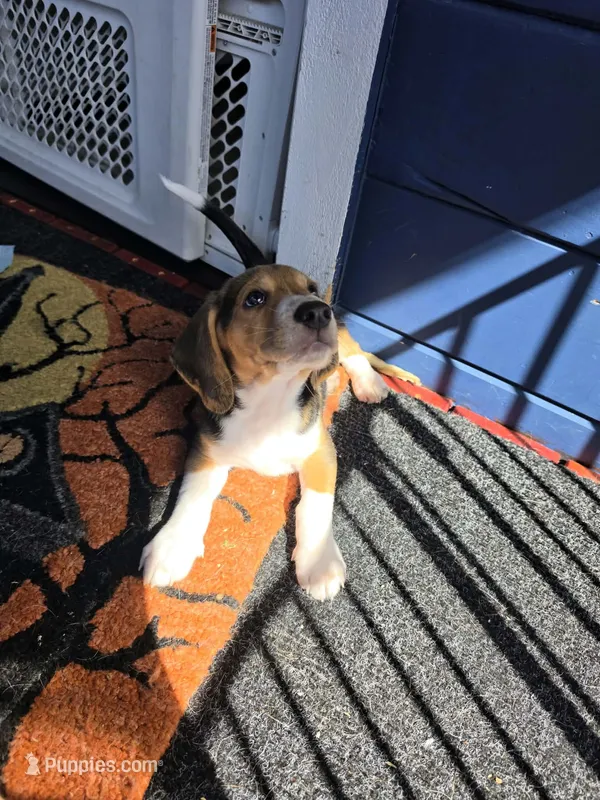Squeek – Beagle puppy for sale in Santa Cruz, CA