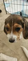 Boots, a male Beagle for sale in Santa Cruz, CA – 6 of 6