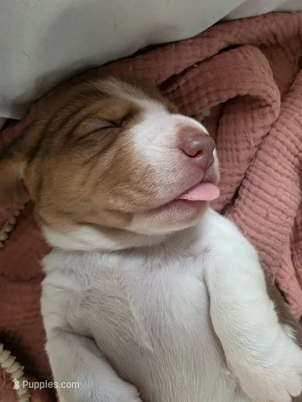 Duches – Beagle puppy for sale in Santa Cruz, CA