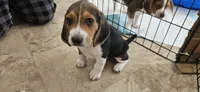 Boots, a male Beagle for sale in Santa Cruz, CA – 2 of 6