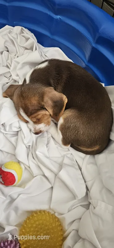 Brownie – Beagle puppy for sale in Santa Cruz, CA