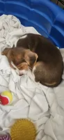 Brownie, a male Beagle for sale in Santa Cruz, CA – 1 of 6